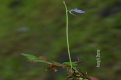 Utricularia arcuata